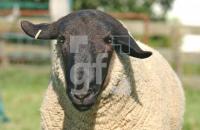 GJ22_Suffolk3_0904.jpg