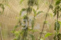GJ30_Spinne_0703.jpg