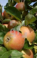 GK08_Apfel01_0920.jpg