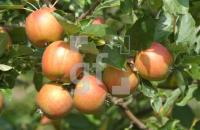 GK08_Apfel02_0916.JPG