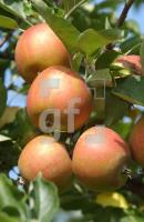 GK08_Apfel03_0915.JPG