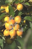 GL06_Obst_0759.jpg