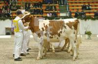 HC26_Rind01_0901.jpg