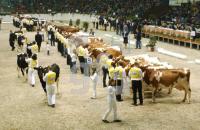 HC26_Rind05_0908.jpg