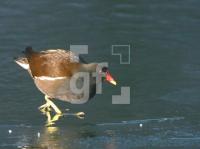 HD02_Wasserhuhn_1244.jpg