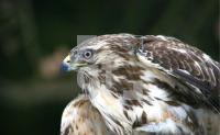 HD05_Bussard2_1222.jpg