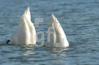 HD26_Schwan_0133.jpg
