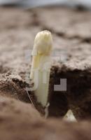HF26_Spargel02_0905.JPG
