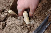 HF26_Spargel04_0908.JPG