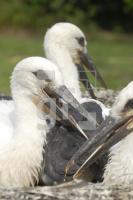 HI05_Storch04_0100.jpg