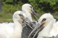 HI05_Storch05_0102.jpg