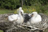 HI05_Storch06_0113.jpg