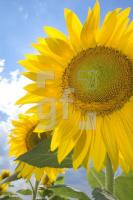 HJ01_Sonne02_0102.jpg