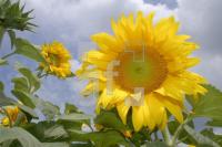 HJ01_Sonne12_0178.JPG