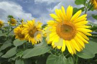 HJ01_Sonne15_0187.jpg