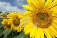 HJ01_Sonne17_0194.jpg