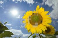 HJ01_Sonne21_0127.jpg