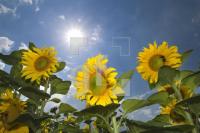 HJ01_Sonne23_0139.jpg