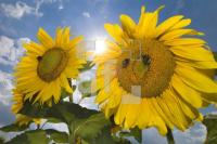 HJ01_Sonne24_0143.jpg