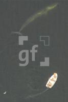 HJ16_Finnwal03_0121.JPG