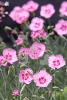 HJ99_Blumen01_1101.jpg