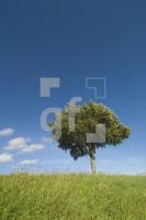 HK05_Baum01_0149.jpg