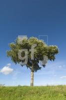 HK05_Baum03_0139.jpg