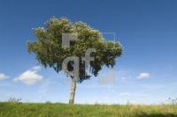 HK05_Baum04_0141.jpg