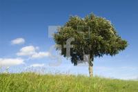 HK05_Baum05_0150.jpg