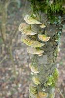 IE10_Pilz02_0130.JPG