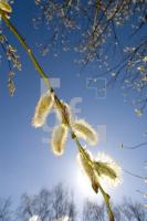 IF03_Fruehling02_0168.jpg
