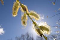 IF03_Fruehling04_0164.jpg