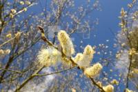IF03_Fruehling06_0156.jpg