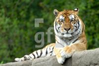IF17_Tiger01_0190.JPG