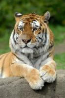 IF17_Tiger02_0101.JPG