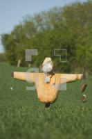 IG01_Vogel01_0147.jpg