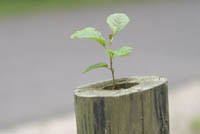 IH14_Baum01_0126.jpg