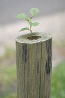 IH14_Baum02_0123.jpg