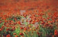 IH99_Mohn05_1116.jpg