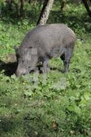 IK17_Wildschwein01_0132.JPG
