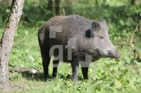 IK17_Wildschwein02_0129.JPG