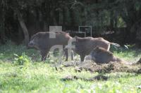 IK17_Wildschwein03_0126.JPG
