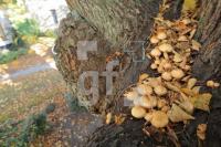 IL14_Baum01_0185.JPG