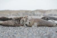 JE10_Helgoland43_0165.JPG