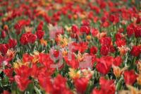 JF17_Blumen02_0138.JPG