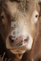 JG16_Rind02_0197.jpg