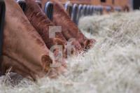 JG16_Rind06_0114.jpg