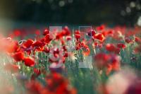 JH09_Mohn04_1112.JPG