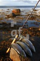 JH15_Fisch01_1140.JPG