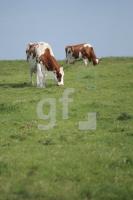 JI25_Rind16_0168.JPG